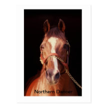 Der bestste Stallion der Nordtänzer-… Welt Postkarte