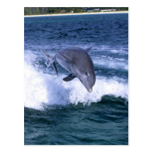 Der Delphin springend, großartiges Bahama, Bahamas Postkarten