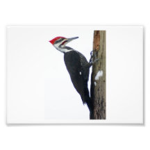 Der große Pileated Specht7x5 photographische Pri