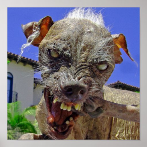 Der hässlichste Hund der Welt Plakatdrucke Zazzle
