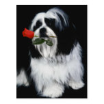 Der Hund Shih Tzu Postkarten