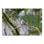 Der Kolibri der Costa Kunstfoto