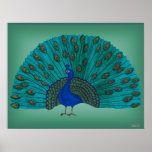Der Pfau Posterdrucke