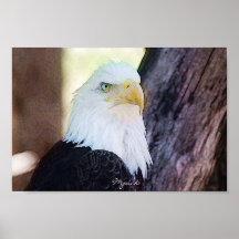 Der Raubvogel Poster