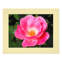 Der Rosen-feine Kunst-Druck Foto