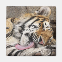 Der sibirischer Tiger Pantheratigris altaica Lecke Magnete