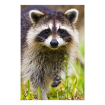 Der Waschbär, Procyon lotor, ist, 3 ein weit verbr Kunst Fotos