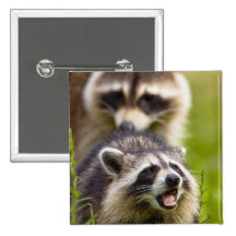Der Waschbär, Procyon lotor, ist ein weit verbreit Anstecknadelbutton