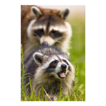 Der Waschbär, Procyon lotor, ist ein weit verbreit Fotos