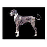 Deutsche Dogge Merle 'Heffner Postkarte