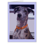 Deutsche Dogge Merle Mädchen Grußkarte