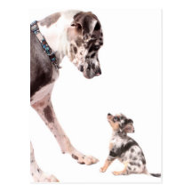 Deutsche Dogge und Chihuahua Postkarten