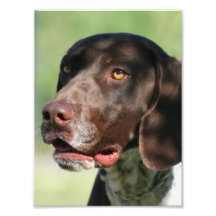 Deutscher Hund des kurzhaarigen Zeigers Photo