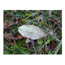 Dewdrop-Blatt-Postkarte
