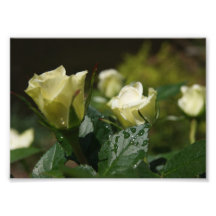 Dewy photographischer Druck der Rosen-7x5