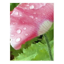 Dewy rosa Blumen-Postkarte