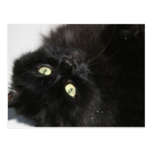 Diabola die Katze des Teufels Postkarte