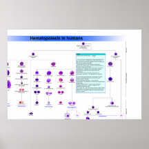 Diagramm der Haematopoiesis-Stammzellen in den Men Posterdruck