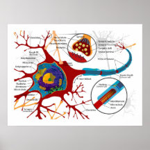 Diagramm der Neuron-Nervenzellen Posterdrucke