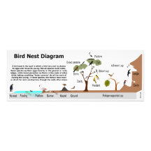 Diagramm der verschiedenen Vogel-Nester Foto Druck