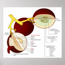 Diagramm der Weintraube-Beere Plakat