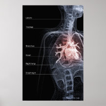 Diagramm des Atmungssystems und des Herzens Poster
