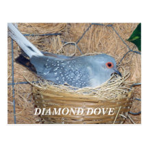 DIAMANT TAUCHTE AUF NEST-POSTKARTE