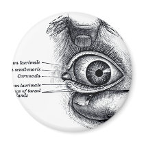 Die Anatomie des Graus - Augapfel magnete