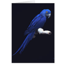 Die blaue Schönheit Grußkarten