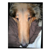 Die Collie NASEN-Postkarte