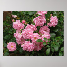 Die feenhafte Rose Plakat