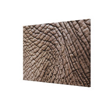 Die Haut des afrikanischen Elefanten (Loxodonta af Gespannte Galeriedrucke