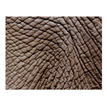 Die Haut des afrikanischen Elefanten (Loxodonta af Postkarte