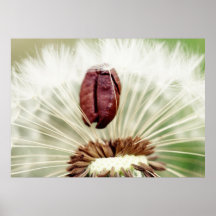 Die Kaffeebohne in der Pusteblume Plakate
