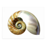 Die nautilus-Muschel Postkarte