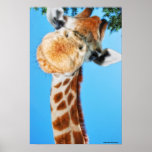 Die neugierige Giraffe Plakate