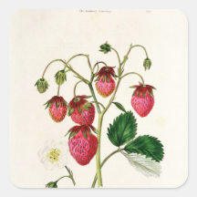 Die Roseberry Erdbeere, graviert durch Watte Sticker