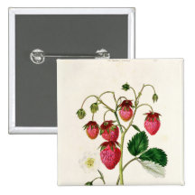 Die Roseberry Erdbeere, graviert durch Watte Button