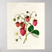 Die Roseberry Erdbeere, graviert durch Watte Plakatdruck