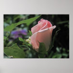 Die ROSEN-Knospen-Plakat der Braut Traum