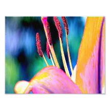 Digital-Hibiskus Photodrucke