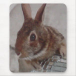 "Disco-Häschen" Mousepad