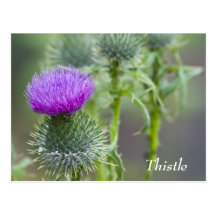 Distel-Postkarte