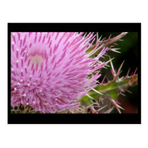 Distel Postkarte