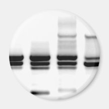 DNS-Gel Magnets