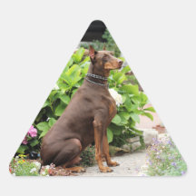 Dobermann - im Kirchen-Garten Aufkleber