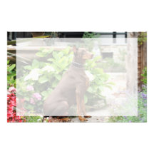 Dobermann - im Kirchen-Garten Bedrucktes Büropapier