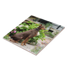 Dobermann - im Kirchen-Garten Fliesen