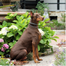Dobermann - im Kirchen-Garten Foto Ausschnitte