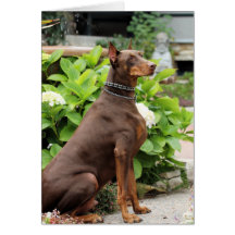 Dobermann - im Kirchen-Garten Karten